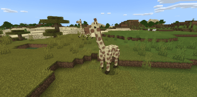 Savannah biome giraffes