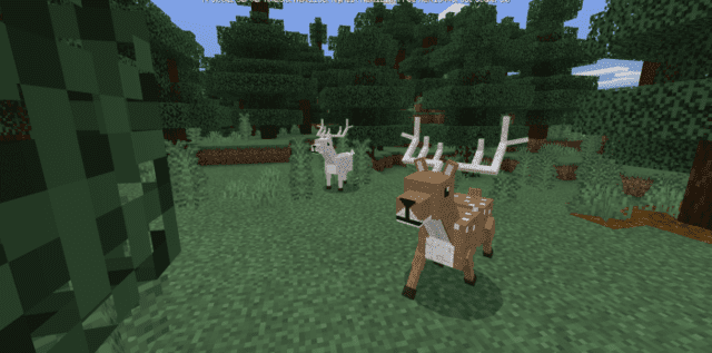 White and common deer