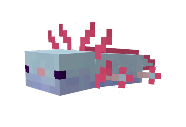 Gray axolotls