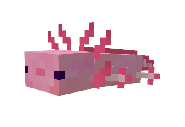 Pink axolotls