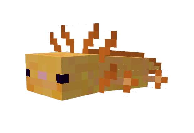 Orange axolotls