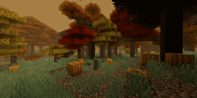 Autumn grove