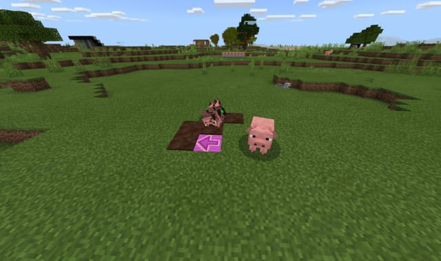 Pig animation