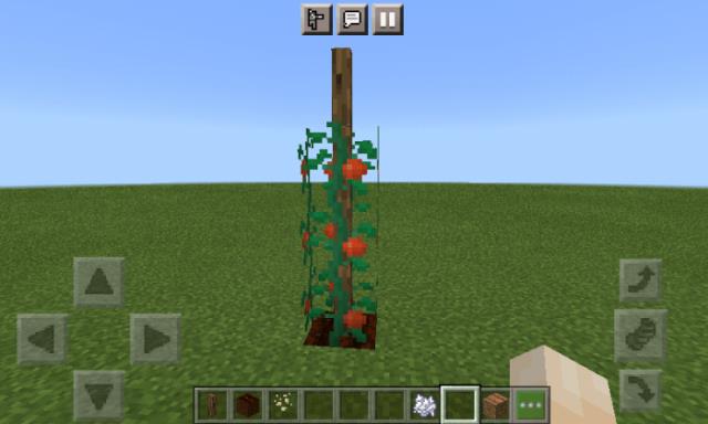 Tomato grows on a peg